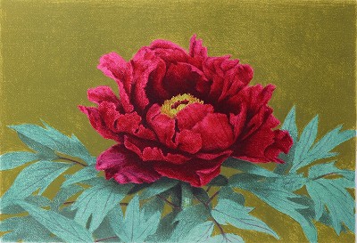 牡丹