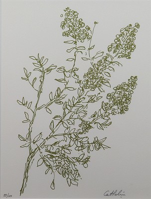 サルスベリ 花の知性・挿画本（サイン有）