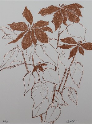 ポインセチア 花の知性・挿画本（サイン有）