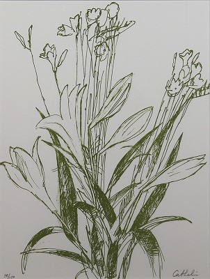 リリーとフリージア 花の知性・挿画本
