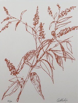フジウツギ 花の知性・挿画本