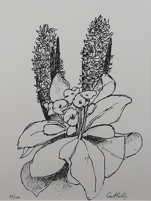 ヒヤシンスと月見草 花の知性・挿画本