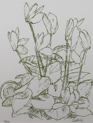 シクラメン 花の知性・挿画本