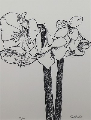 アマリリス 花の知性・挿画本