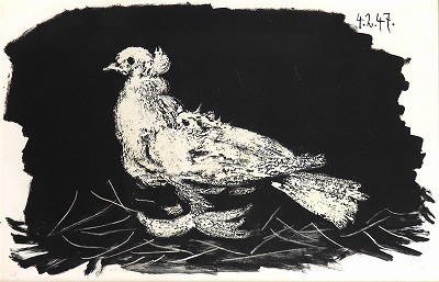 白い鳩（黒背景）：Pigeon blanc Fond noir