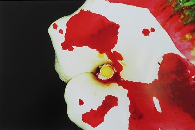 荒木経惟「色情花 ～Painting Flower～ D」