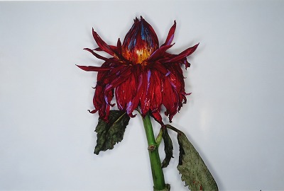 荒木経惟「色情花 ～Painting Flower～ E」