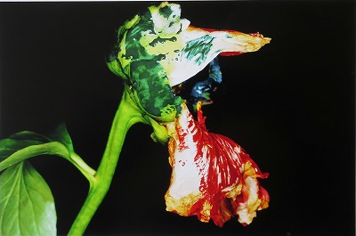 荒木経惟「色情花 ～Painting Flower～ H」