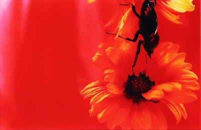 蜷川実花「花と虫」