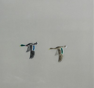 鳥たちの詩より「鴨」